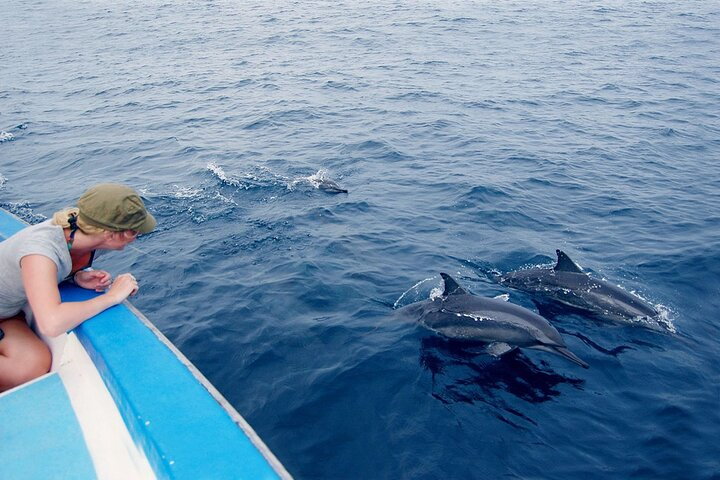 Marsa Alam Dolphin Watching & Snorkeling Boat Tour - Photo 1 of 9