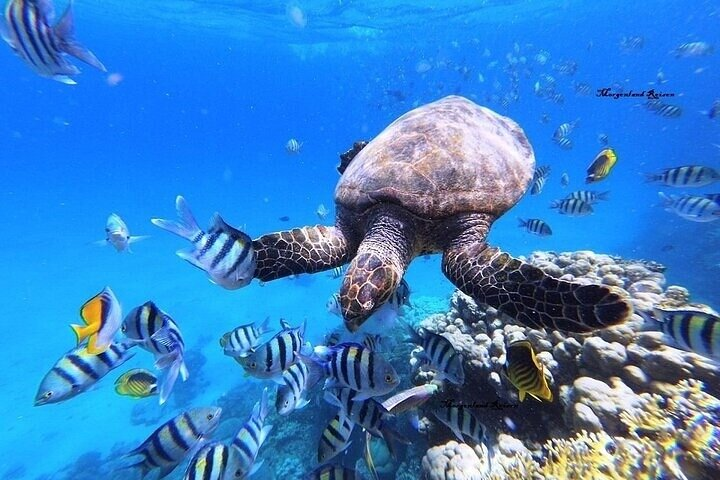 Marsa Mubarak: intro Diving & Sea Trip including (Transfer&Lunch) - Photo 1 of 24