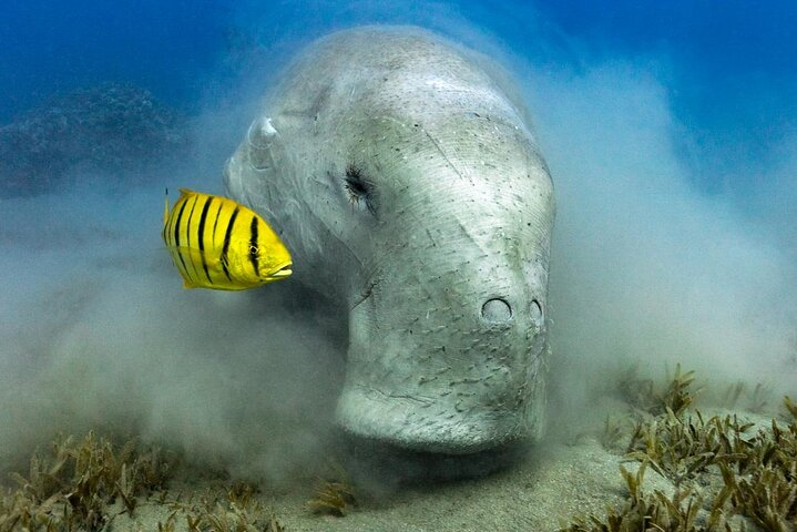 Marsa Alam: Snorkel with Sea Cows and Turtles at Marsa Mubarak - Photo 1 of 7