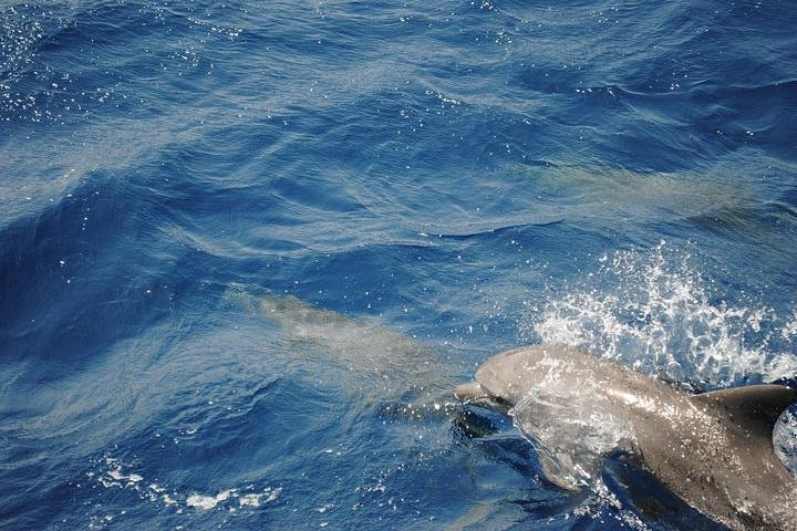 Meet the dolphins in snorkeling tour - Photo 1 of 8