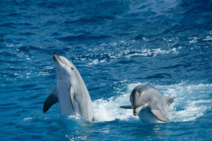 swim with dolphins