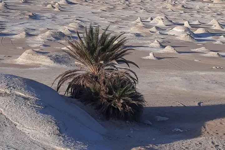 Overnight tour to Baharyia Oasis( Black&White desert with the Crystal mountain) - Photo 1 of 8