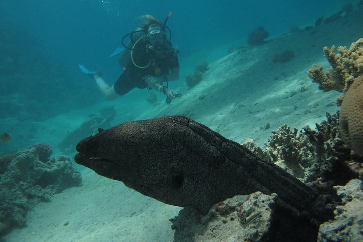 PADI Underwater Naturalist  - Photo 1 of 4