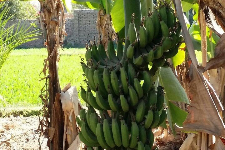 Private Nile River Adventure: Explore Banana Island Luxor - Photo 1 of 22