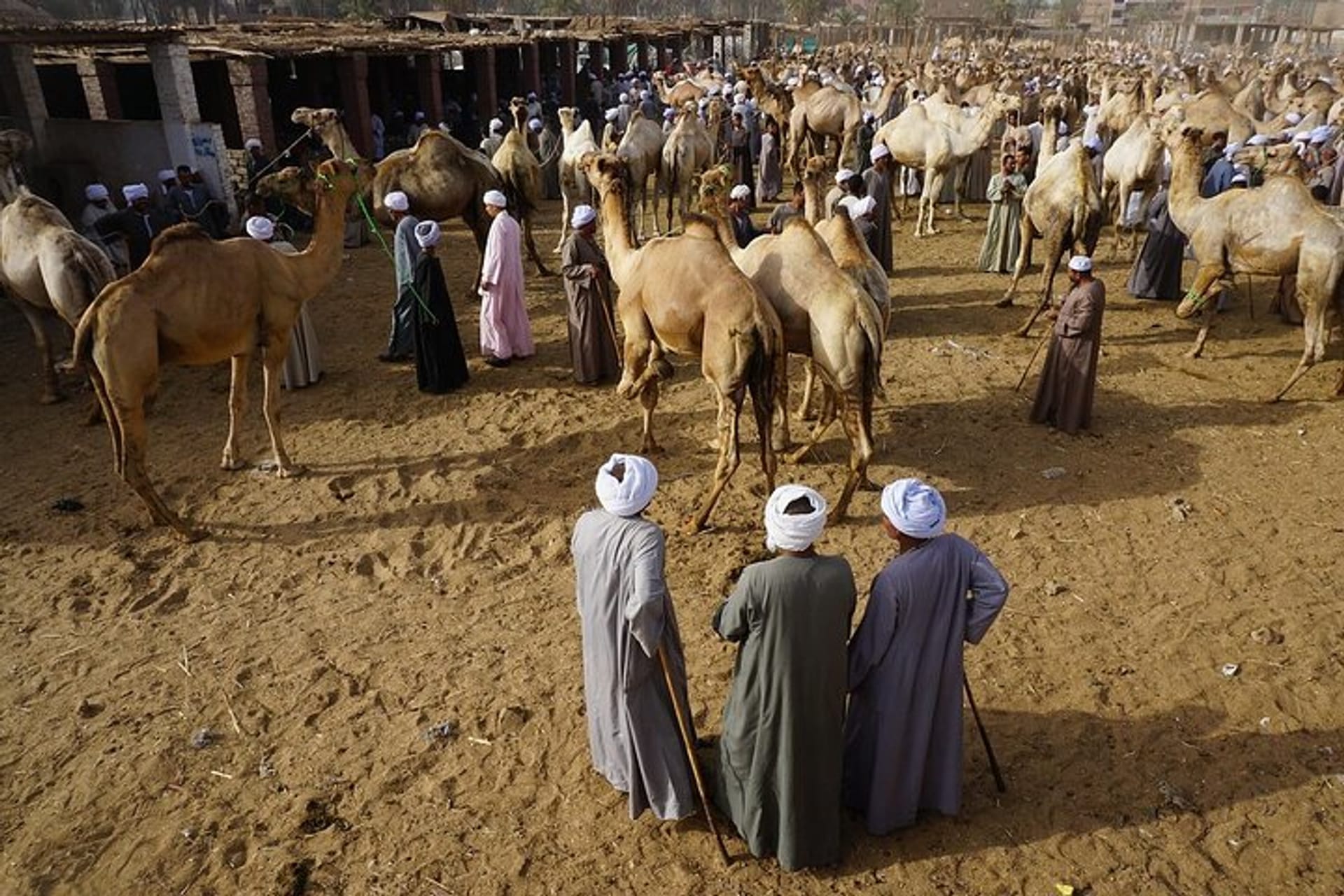 Daraw camel market