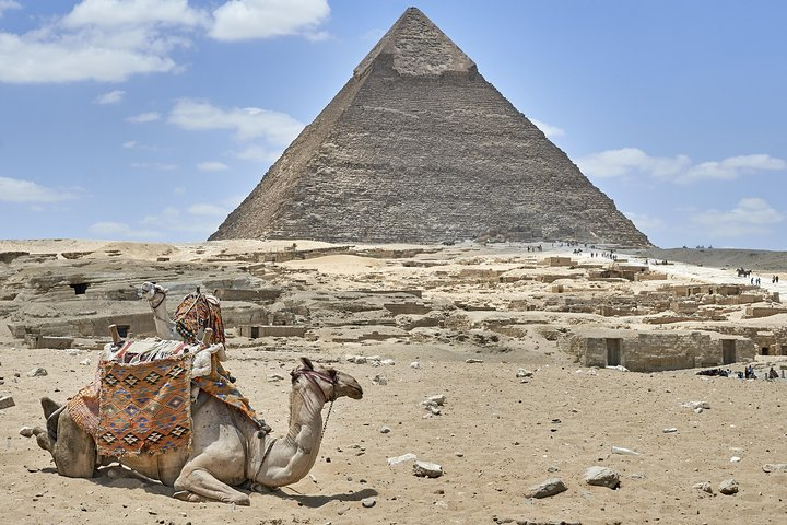Camels in Giza