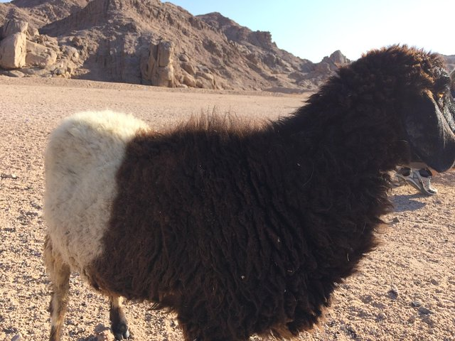 Roman's city Hurghada Monos Claudianos - Photo 1 of 7