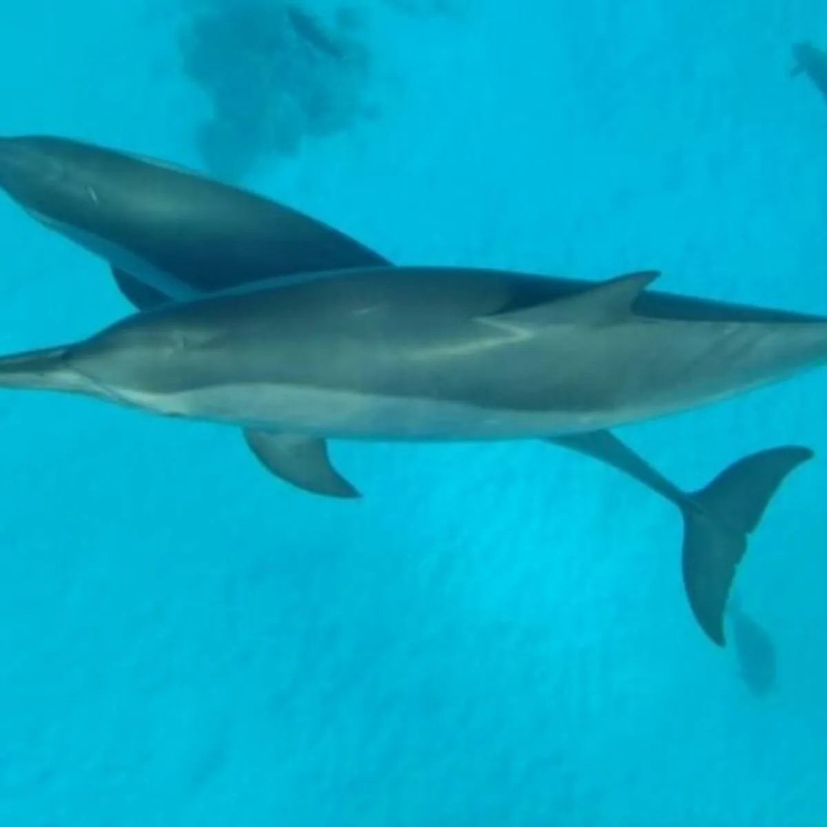 Qirqdan oshgan lezbiyenler