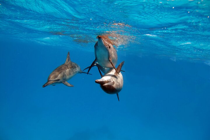 Private Speedboat swimming and Dolphin Watching in Hurghada - Photo 1 of 8