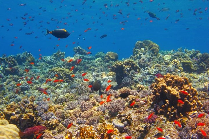 Private two days Tour from El Quseir to Luxor Temples & Tombs  - Photo 1 of 6