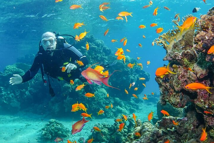 Snorkeling trip from Luxor to the Red Sea - Photo 1 of 7