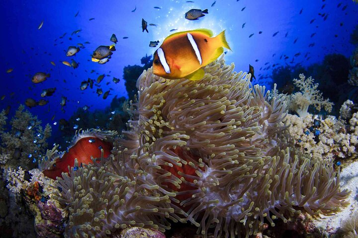 Submarine tour for one hour  - Photo 1 of 3