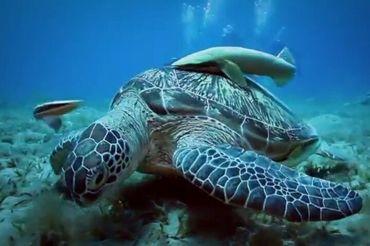 Swim with Turtles in Marsa Alam - Photo 1 of 12