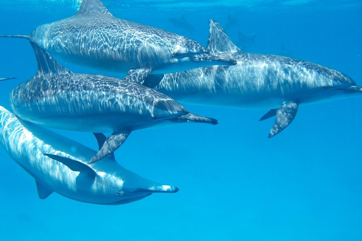 Swimming with Dolphins in Hurghada Tour