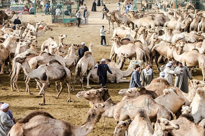 Tour to Camel Market of Birqash in Egypt - Photo 1 of 5