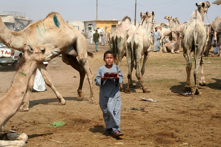 tour to Birqash Camel market