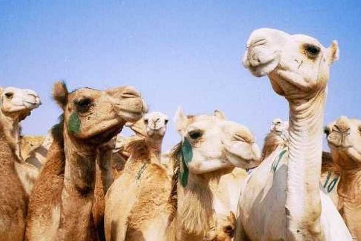 Unusual Tour To The Camel Market Of Birqash - Photo 1 of 7