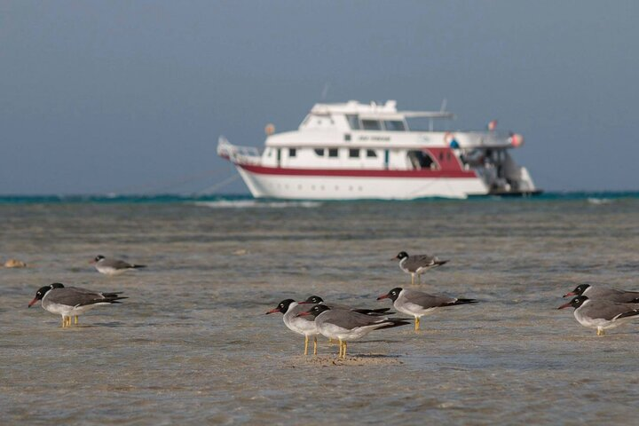 Wadi El Gamal Amazing Day Jeep Safari Full Day With Bedouin dinner - Marsa Alam - Photo 1 of 10
