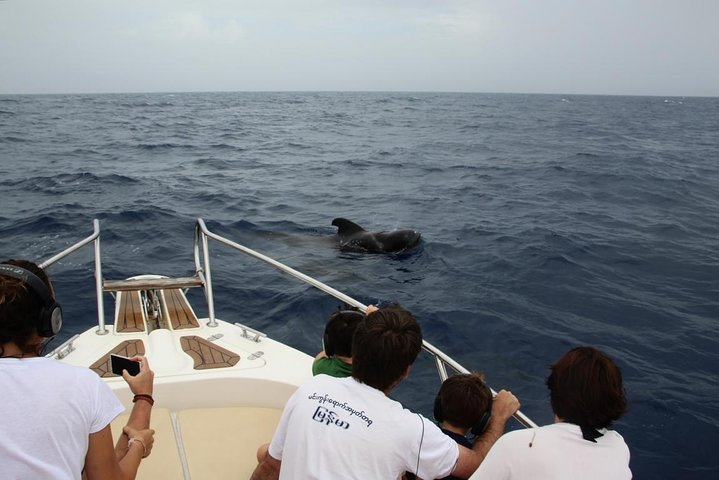 Costa Adeje | Cetacean sighting in Tenerife South - Photo 1 of 10