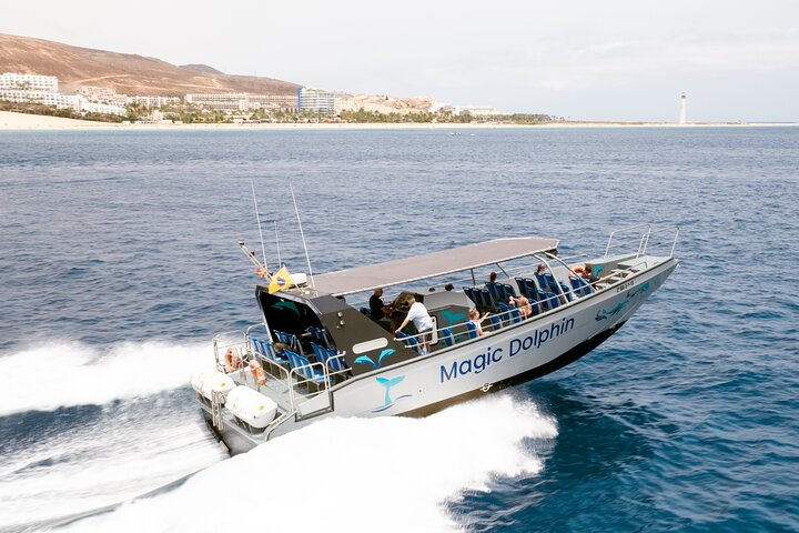 2-Hour Dolphin Watching Experience in Fuerteventura - Photo 1 of 16