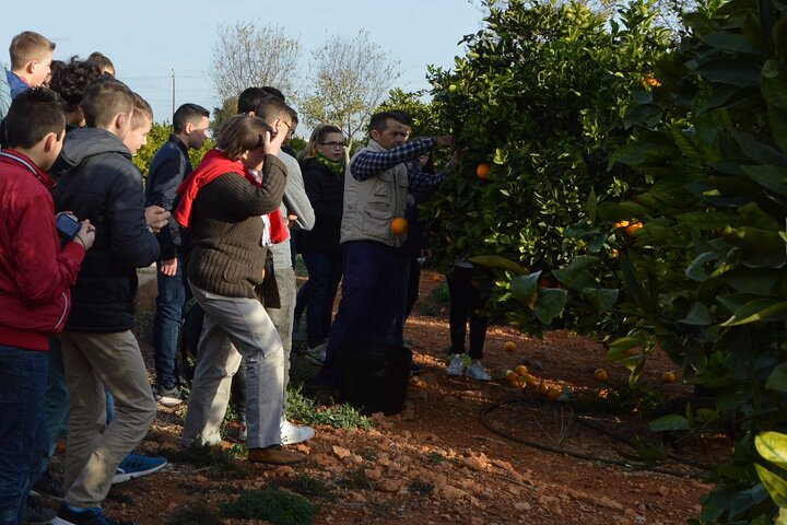 2-Hour Tour through the Stately Orchard with Orange Tasting - Photo 1 of 6