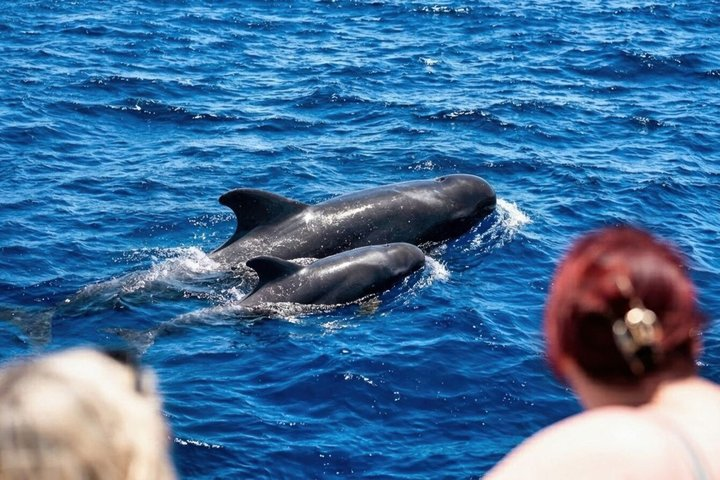 Tenerife Whale and Dolphin Watching + SWIM STOP - Photo 1 of 18
