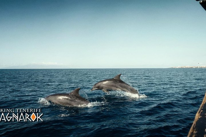 2h Viking Cruise Whales & Dolphins Watching - Photo 1 of 16