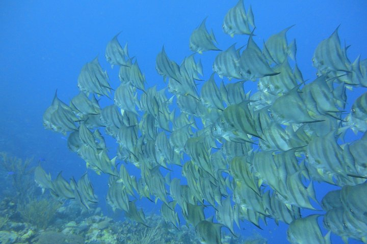 Advanced PADI Diving Course - Photo 1 of 12