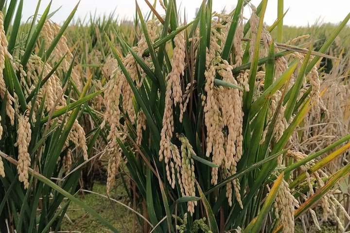 Albufera Nature & Boat Tour from Valencia (Small Group) - Photo 1 of 10