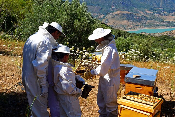 Bee Excursions in the Sierra de Cadiz - Photo 1 of 7