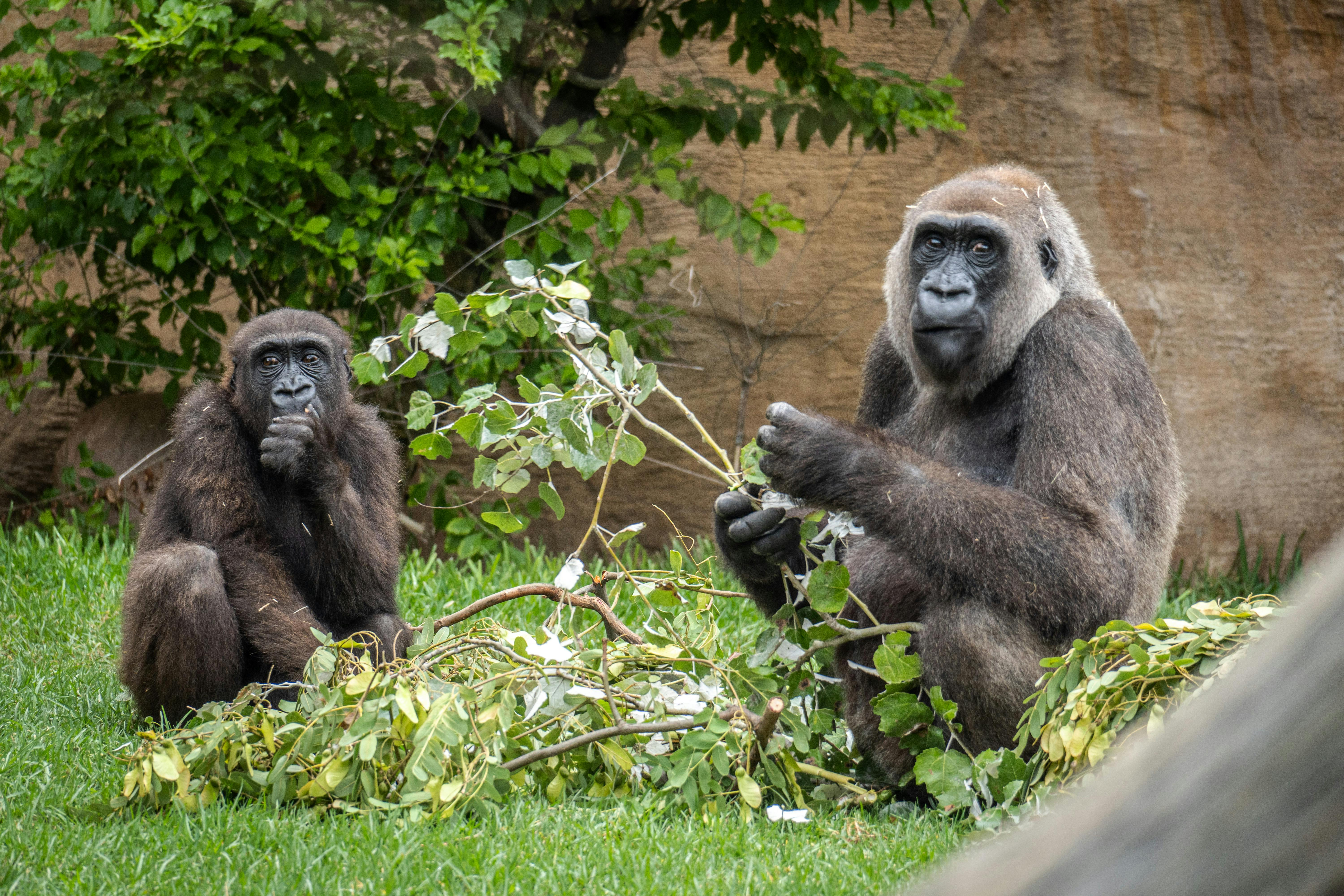 Bioparc Fuengirola: Entry Ticket - Photo 1 of 9