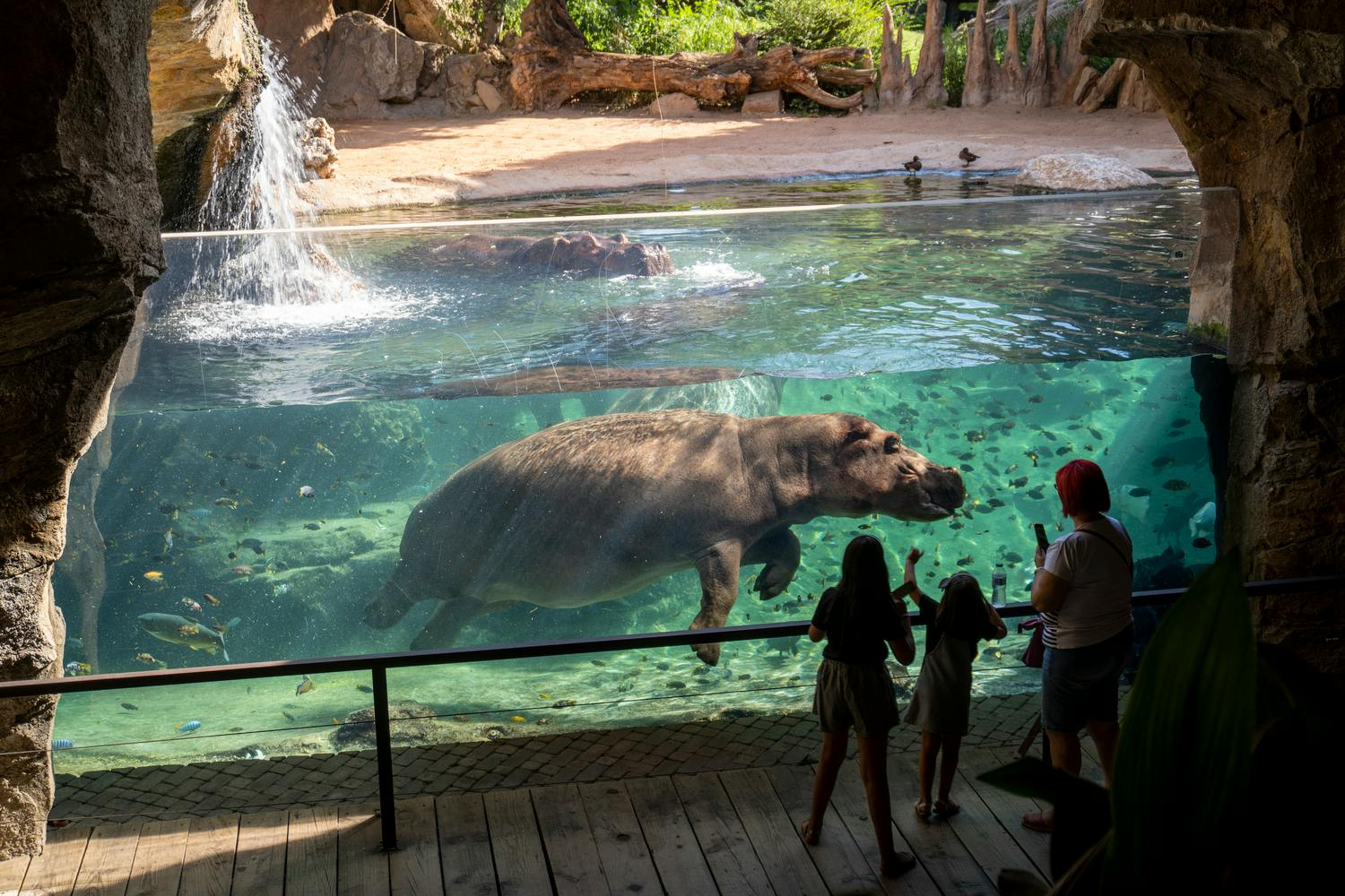 Bioparc Valencia: Fast Track Ticket - Photo 1 of 12