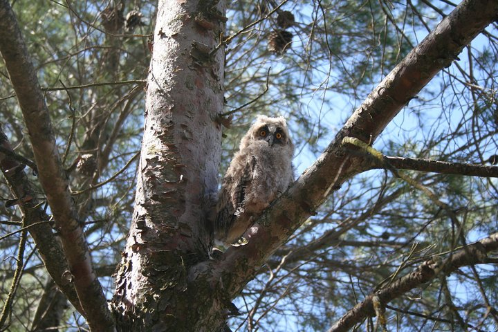 Birdwatching Montes de Toledo Orientales - Photo 1 of 7