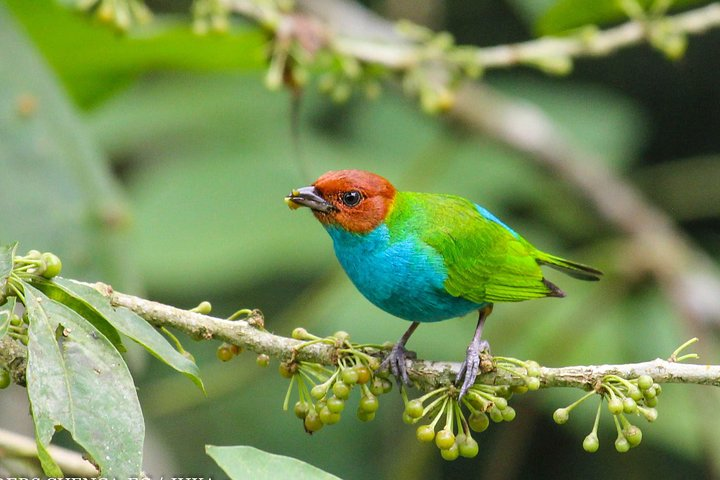 Bay Headed Tanager