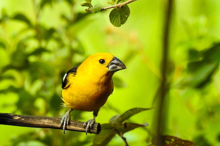 Golden Grossbeak