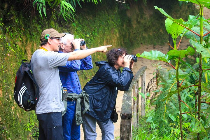 Birdwatching Tour Sigsig-Chiguinda