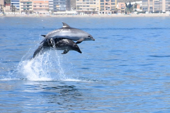 Private boat rental without title dolphin watching - Photo 1 of 25