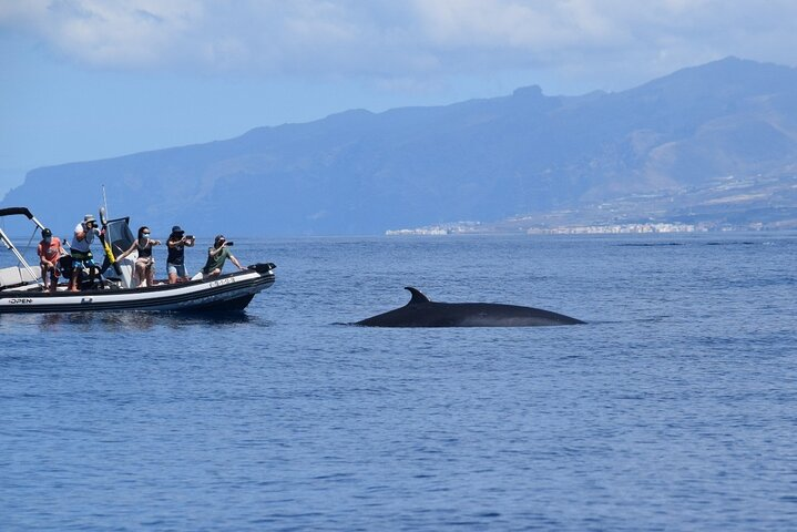 Bonadea II Ecological Whale Watching, 2 hours - Photo 1 of 12