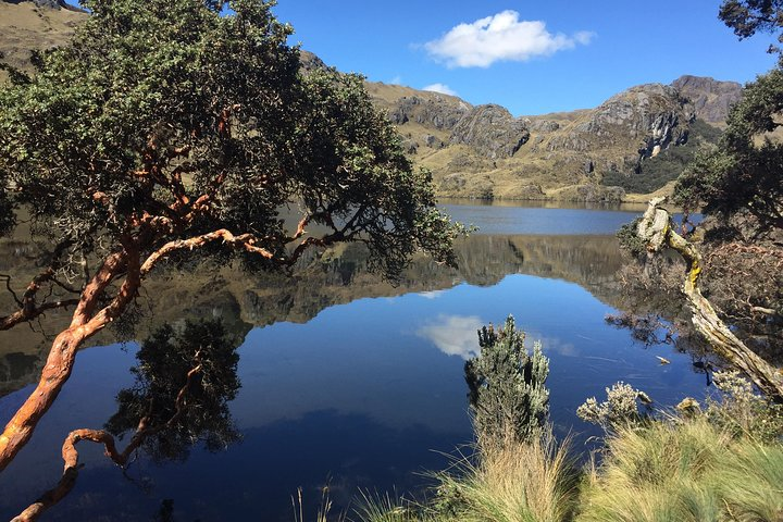 Toreadora lake Cajas NP