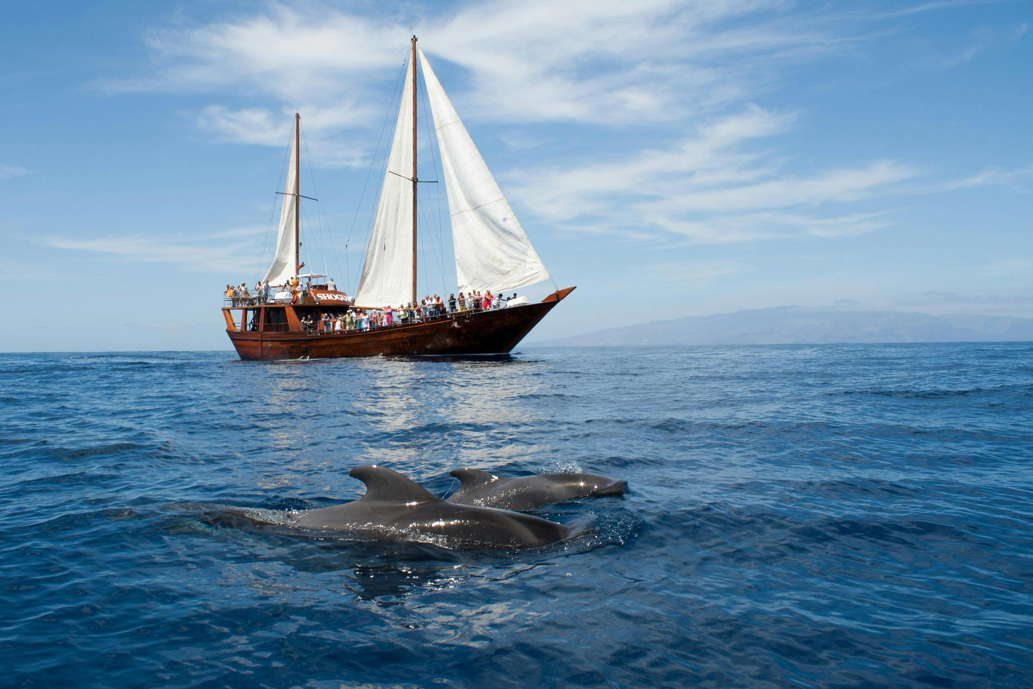Costa Adeje: 2-Hr Guided Whale & Dolphin Watching Cruise - Photo 1 of 6