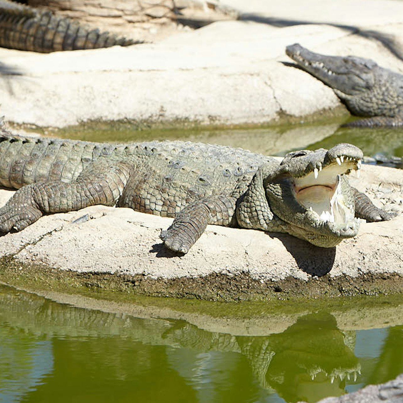 Crocodile Park Torremolinos: Entry Ticket - Photo 1 of 6
