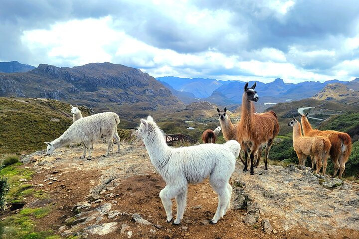 Cuenca to Guayaquil one-way tour with Cajas Park and a Cacao Farm visit - Photo 1 of 14