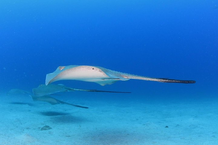 DEEP DIVING SPECIALITY - Discover a new world up to 40m depth ! - Photo 1 of 8