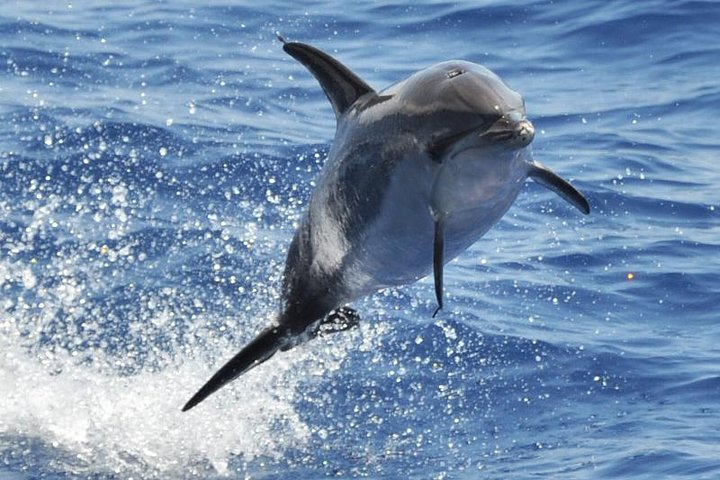 Dolphin and Whale Cruise in Puerto Rico, Gran Canaria - Photo 1 of 12