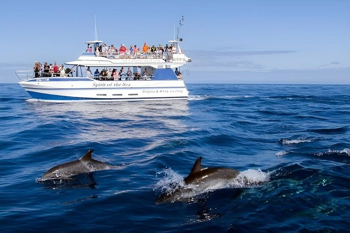 Dolphin and Whale Cruise in Puerto Rico, Gran Canaria - Photo 1 of 17