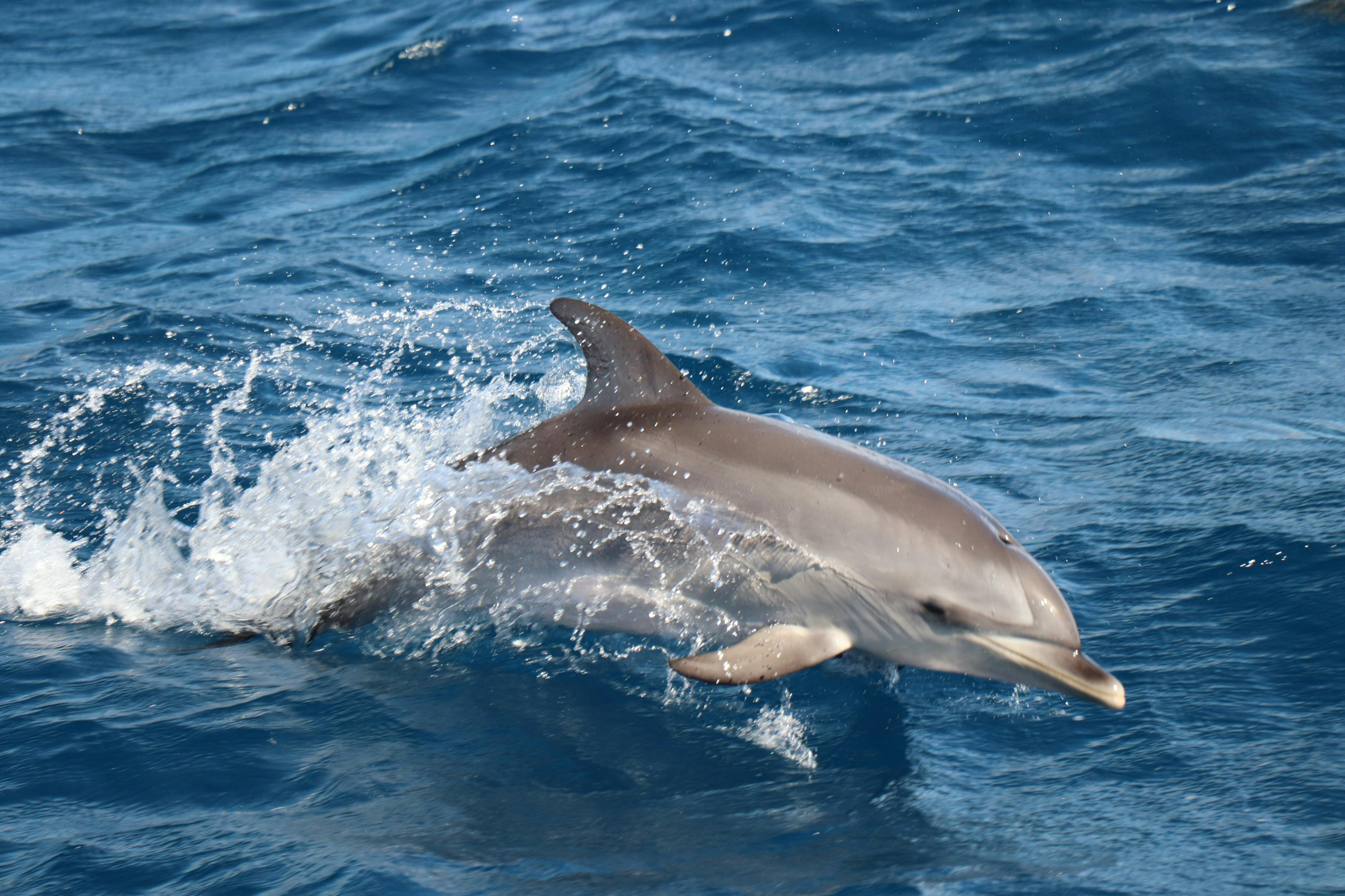 Morro Jable: Dolphin & Whale Watching Tour - Photo 1 of 5