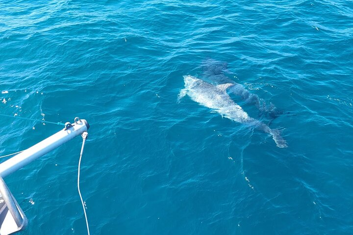 Dolphin trips on a catamaran - Photo 1 of 18