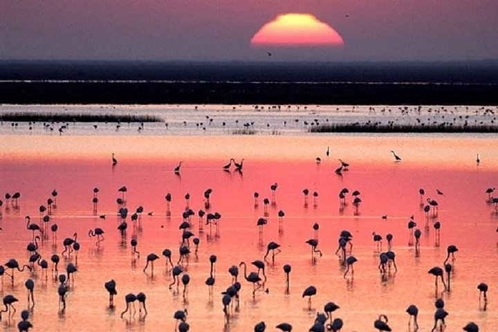 Witness the stunning sunset over Doñana National Park where flocks of flamingos create a serene scene inviting nature lovers and bird watchers to immerse themselves in Spain’s diverse ecosystem.