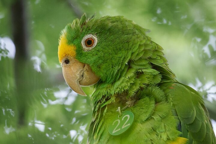Parrot & Macaw Volunteering in a Wildlife Reserve Near Cartagena - Photo 1 of 25