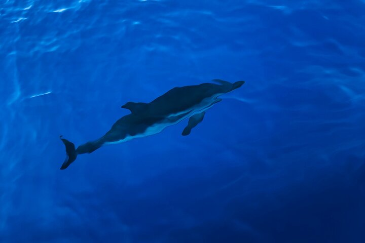 Sail Beyond The Bleu: A Formentera Day Escape!  - Photo 1 of 14